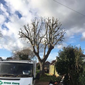 Tree Surgeon Bognor Regis