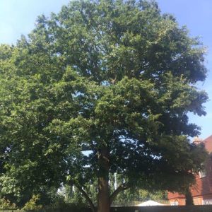 Tree Preservation Order