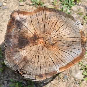 Stump Grinding Image