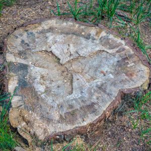 Stump Grinding Image
